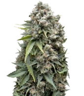 AK 74 Auto fem (Trikoma Seeds), Испания