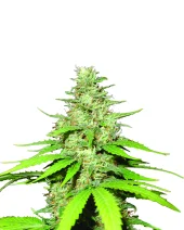 Top-44 Automatic autofem (Nirvana), Нидерланды