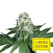 Auto Critical genetics fem (IZI/LimEd)