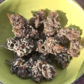 Golden Apple Haze reg (Super Sativa Seed Club), Нидерланды