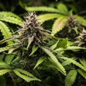 White Widow Auto autofem (Royal Queen Seeds), Испания