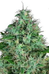 Serious 6 fem (Serious Seeds), Нидерланды