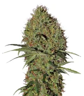 Super Bud Auto fem (GHS), Нидерланды