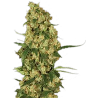 Auto Wappa autofem (Paradise Seeds), Нидерланды