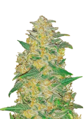 Original Auto AK fem (FastBuds), Америка