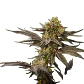 Grandpa`s Diesel genetics fem (IZI)