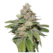 Auto Mokum’s Tulip autofem (Dutch Passion), Нидерланды