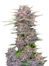 Banana Purple Punch Auto fem (FastBuds), Америка