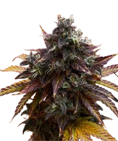 Diesel Ryder BX autofem (Doctor Choice), Канада