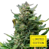 Critical Herer genetics fem (IZI/LimEd)