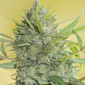 Serious Happiness fem (Serious Seeds), Нидерланды