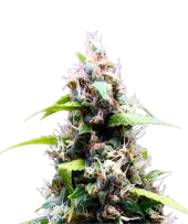 Sour Puffs fem (Doctor Choice), Канада