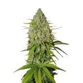 Grapefruit Matic Auto fem (FastBuds), Америка