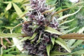 Purple Ryder autofem (Doctor Choice), Канада