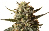 Bubblegum XL fem (Royal Queen Seeds), Испания