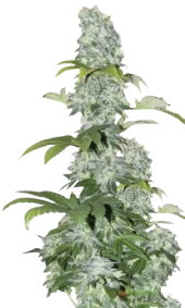 Ak 47 Ultra genetics fem (IZI)