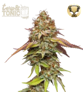 Terp & Tonic fem (Seed Stockers), США