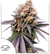 GMO Fast fem (Dutch Passion), Нидерланды