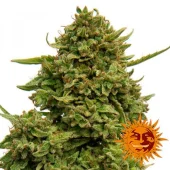Pineapple Chunk fem (Barney's Farm), Нидерланды