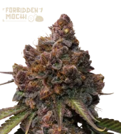 Forbidden Mochi fast fem (Seed Stockers), США