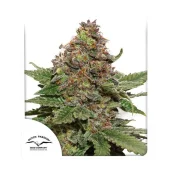 Snow Bud fem (Dutch Passion), Нидерланды