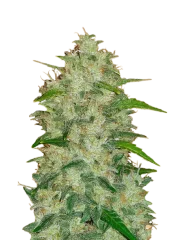 Original Auto Chemdawg fem (FastBuds), Америка