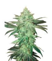 Stardawg Auto fem (FastBuds), Америка