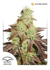 Auto Night Queen autofem (Dutch Passion), Нидерланды