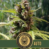 Auto Mamba Negra autofem (Blimburn Seeds), Испания