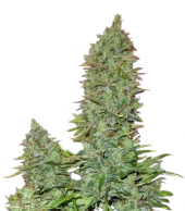 OGRE autofem (Doctor Choice), Канада