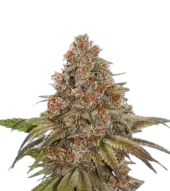 Blackberry Gum Auto autofem (Seed Stockers), США