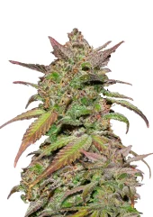 Smoothie Auto fem (FastBuds), Америка