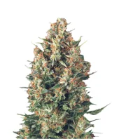 Wembley fem (Pyramid Seeds), Испания