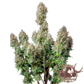White Widow Auto autofem (Buddha Seeds), Испания