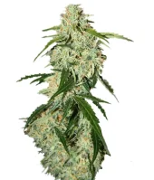 Big Bang Auto fem (GHS), Нидерланды