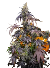 Red Gorilla Girl XL Auto fem (Sweet Seeds), Испания