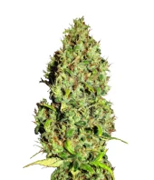 Afgani Mazar genetics fem (IZI)