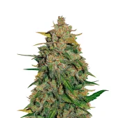 Lemon AK auto fem (FastBuds), Америка