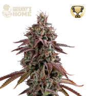 Granny's Home fem (Seed Stockers), США