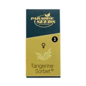 Tangerine Sorbet fem (Paradise Seeds), Нидерланды