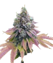 Auto Strawberry Banana genetics autofem (IZI)