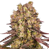 Runtz Muffin fem (Barney's Farm), Нидерланды