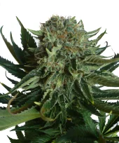 Sensi Star fem (Paradise Seeds), Нидерланды