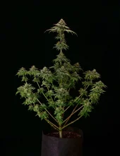 Tropical Zmoothie fem (Seed Stockers), США