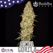 Gorila Auto fem (Buddha Seeds), Испания