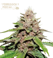 Forbidden Mochi Auto autofem (Seed Stockers), США