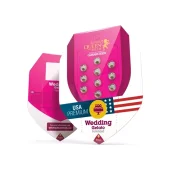 Wedding Gelato fem (Royal Queen Seeds), Испания