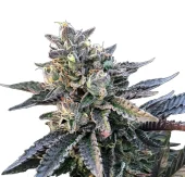 Space Cookies fem (Paradise Seeds), Нидерланды
