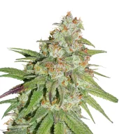 Glueberry O.G. fem (Dutch Passion), Нидерланды