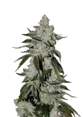 Girl Scout Cookies auto/Cookies Auto fem (FastBuds), Америка